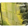 VAL73827 Effet d’environnement moisissure et lichen 40ml